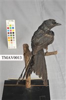 Bronzed Drongo Collection Image, Figure 7, Total 13 Figures